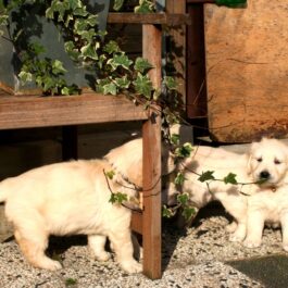 De pups van Nyah en Gibbs genieten op de ene zonnige dag van de maand
